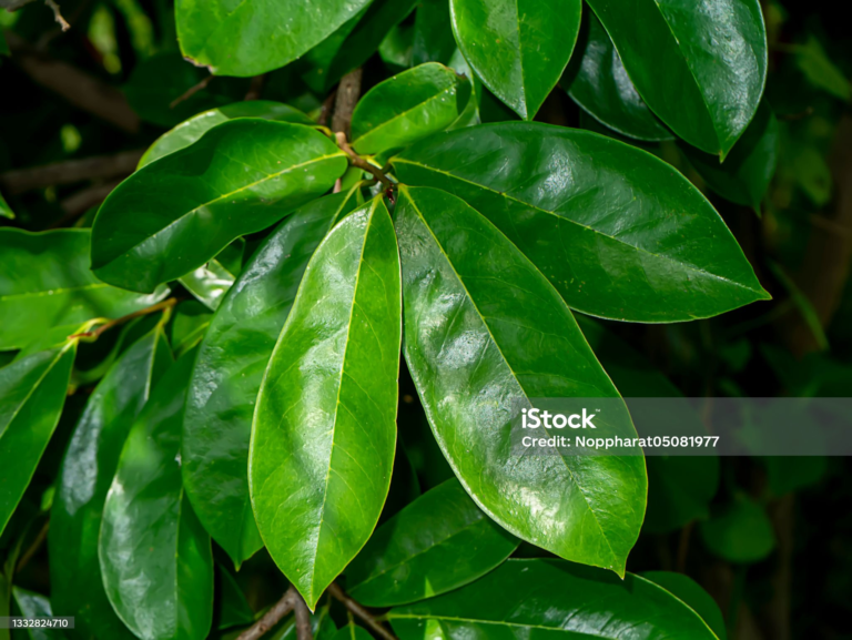 Magical Leaves For Your Health – Soursop Leaves Benefits